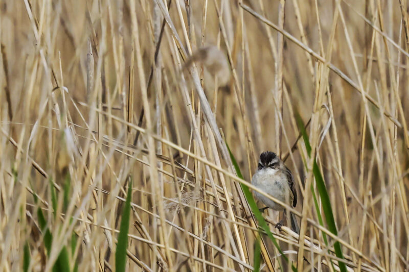 Lusciniole à moustaches